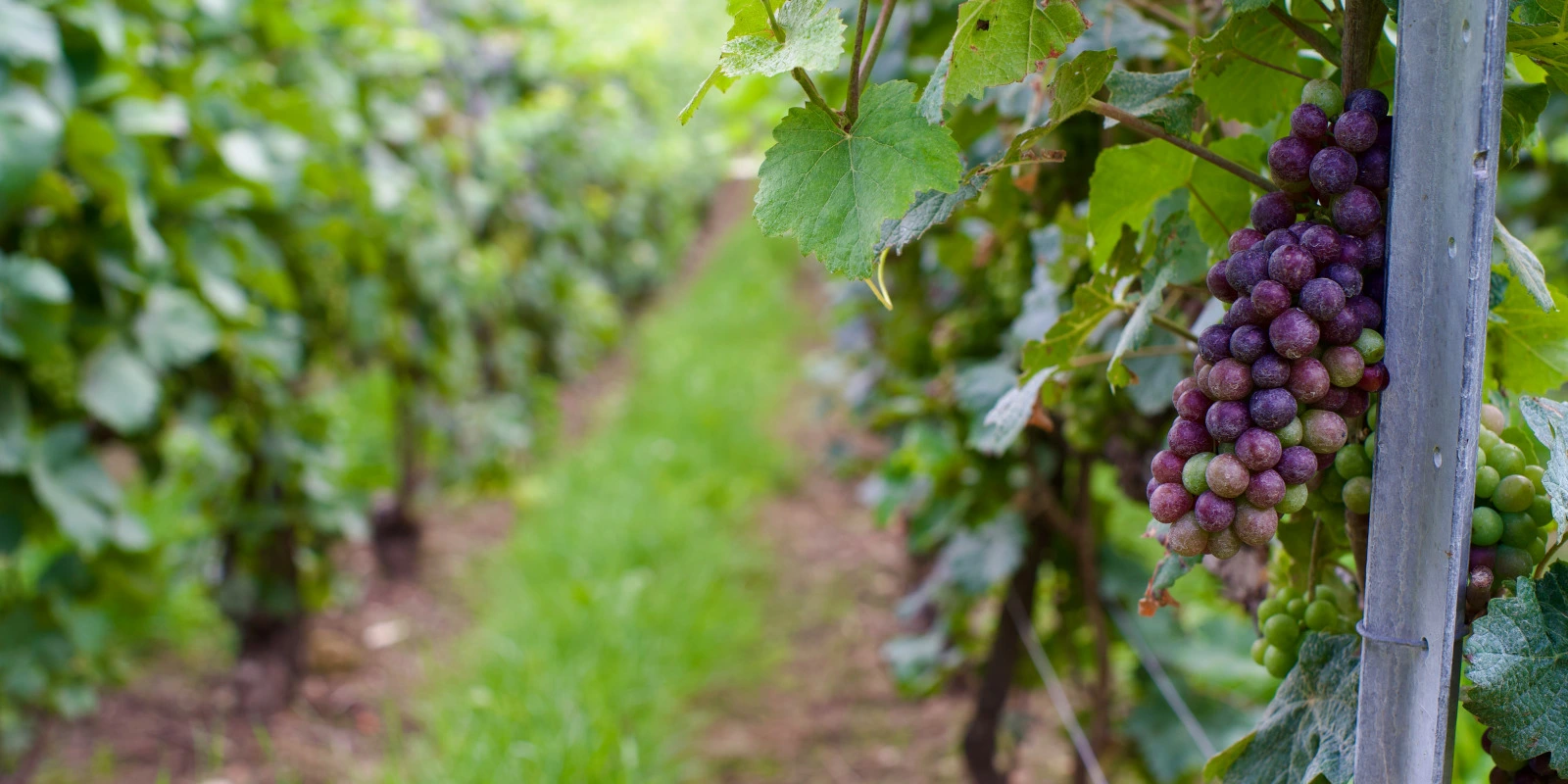 Les Meilleurs IUT pour le BUT GMP